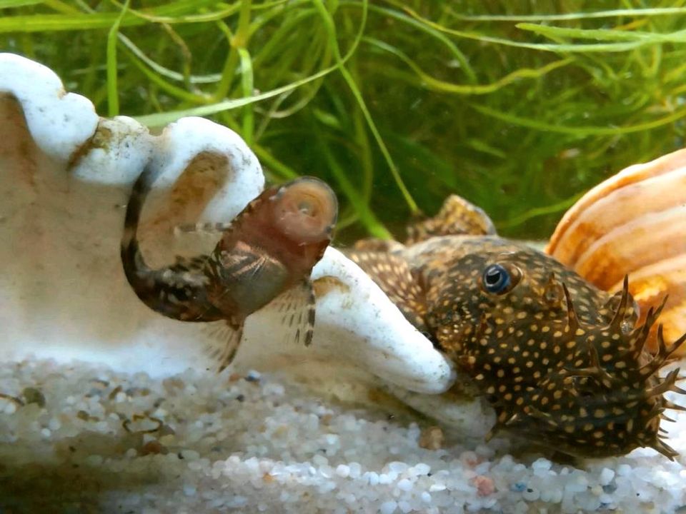 GOLDENE( Albino) Braune Antennenwelse   Ancystrus Stück 1 Euro in Darmstadt