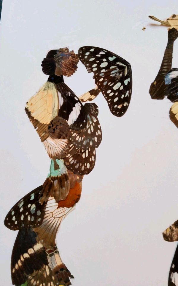 Bild mit echten Schmetterlingen - Collage - afrikanisches Motiv in Schwalbach a. Taunus