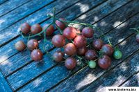 Black Cherry Tomate Samenfest alte Sorten Saatgut Bio Köln - Porz Vorschau