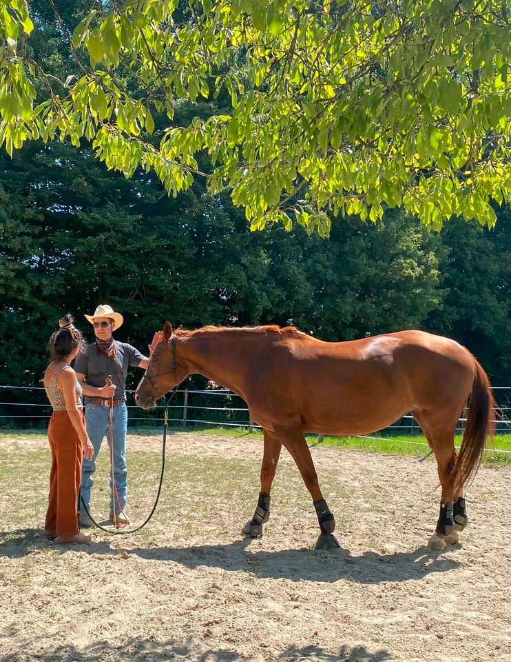 HORSEMANSHIP | TRAINING | COACHING in Nördlingen