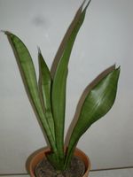 Sansevieria Moonshine, ca. 54 cm, Bogenhanf, Sansevierie Niedersachsen - Moringen Vorschau