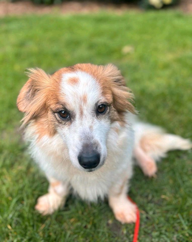 Hübsche Junghündin SHIVA ❤ aus dem Tierschutz sucht ein Körbchen in Neuss