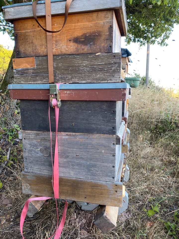 Herold Beute Bienen Zarge in Schönenberg-Kübelberg