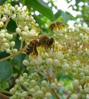 Bienenbaum/Tausendblütenbaum Euodia Hupehensis Jungpflanze Nordrhein-Westfalen - Simmerath Vorschau