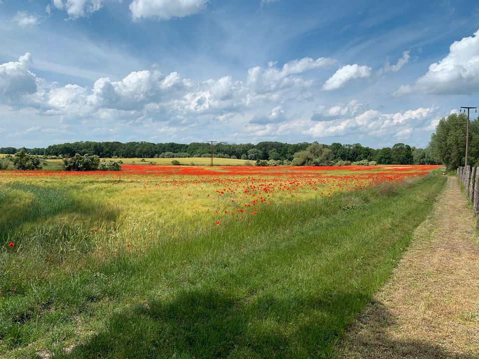 Brandenburg Wochenendhaus WG Mitbewohner gesucht in Passow Brandenburg