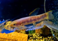 Erythrinus ca12cm spec. Peru red Roter Wolfsalmler Sachsen - Kitzscher Vorschau