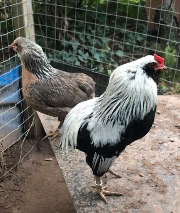 Araucana Bruteier    Zwerg ‼️Araucana silberhalsig in Klein-Winternheim