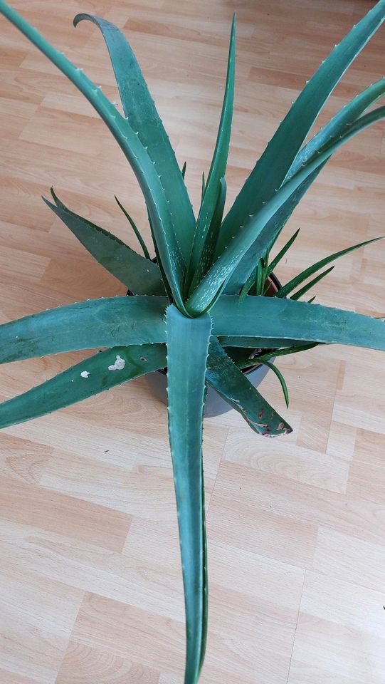 Aloe Vera Groß mit Ableger Aloevera Pflanze Zimmerpflanze in Weischlitz