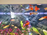 Guppy FULL RED Guppys 1 Trio Wuppertal - Langerfeld-Beyenburg Vorschau