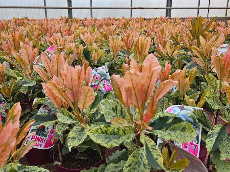 "Angebot April" Glanzmispel Photinia Pink Crispy® in Appen