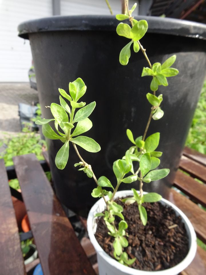 GOJI Beeren, Früchte, Obst, Garten, Balkon, Terrasse in Griesheim