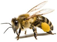 Bienen Ableger auf Wunschmaß Brandenburg - Neuenhagen Vorschau