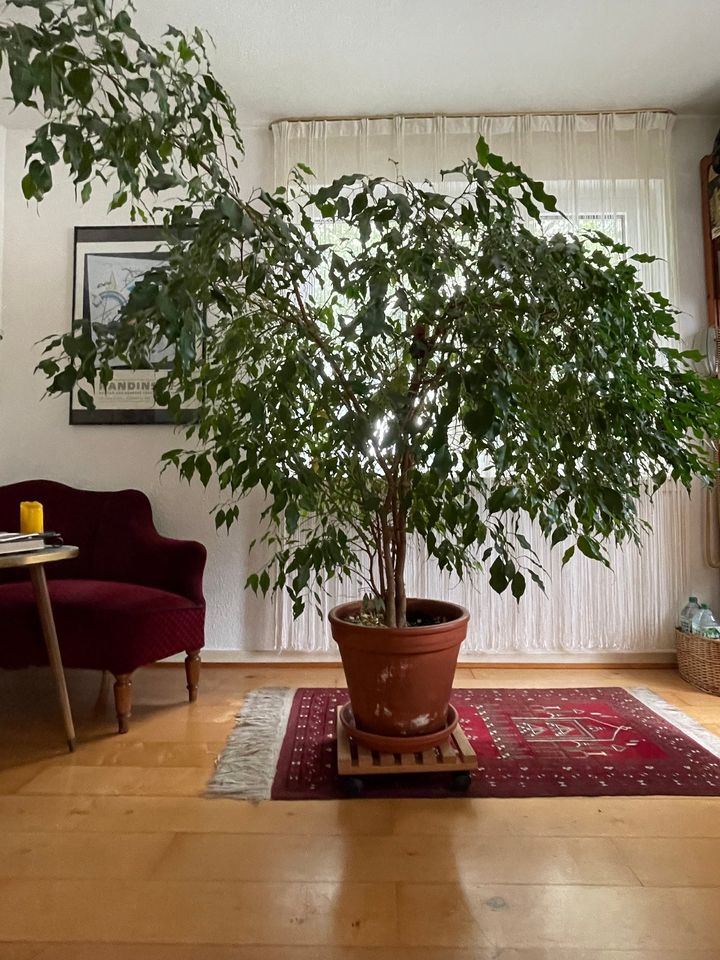 Ficus Benjamini (Birkenfeige) in Frankfurt am Main