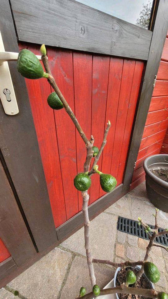 Feigenbaum eingepflanzt Feige Baum Obstbaum in Wachtberg