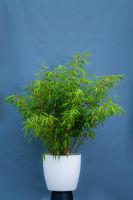 Bambus Fargesia `Rufa`, H ca. 125/ 130 cm, 20 L Con., Sonderpreis Nordrhein-Westfalen - Dormagen Vorschau