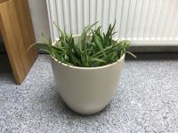 Aloe Vera Groß viele Ableger inkl. Blumentopf Übertopf Keramik Dortmund - Hörde Vorschau