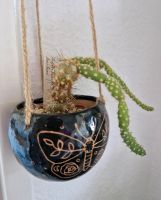 Tephrocactus/Opuntia Berteri Kaktus Pflanze Berlin - Neukölln Vorschau