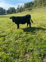 Welsh Black Rind Färse Bio Thüringen - Dornburg Vorschau