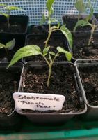 Tomatenpflanzen "Black pear" Samenfeste, alte Freiland-Sorte Hannover - Herrenhausen-Stöcken Vorschau