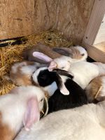 Mini Lop / Zwergwidder / Zwergkaninchen / Jungtiere Bayern - Niedernberg Vorschau