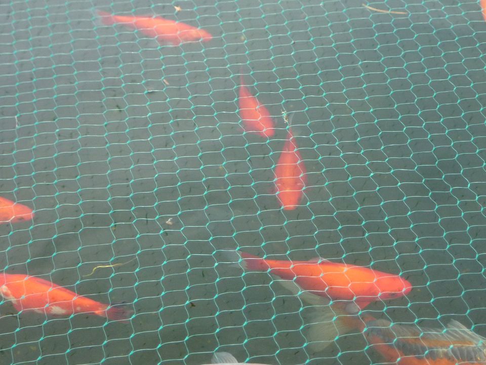 Koi Karpfen Teich  Goldfische in Solingen