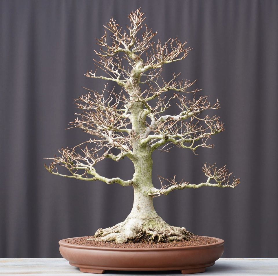 Bonsai Fagus Crenata Kerbbuche in Straubenhardt