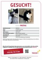 Kater vermisst in Lohne  „Finderlohn“ Katze Niedersachsen - Lohne (Oldenburg) Vorschau