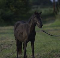 Dartmoorpony Hengst 3 Jährig Niedersachsen - Moormerland Vorschau