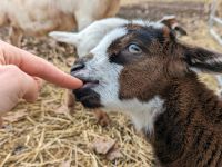 Ziegenbabys suchen neues Zuhause/ Ziege / Ziegenbock Sachsen - Liebstadt Vorschau