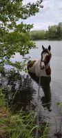 Reitbeteiligung Brandenburg - Ludwigsfelde Vorschau