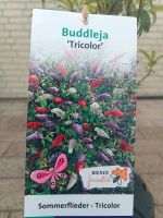 Sommerflieder Buddleja davidii 'Tricolor' Nordrhein-Westfalen - Simmerath Vorschau