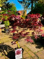 Roter Fächerahorn Atropurpureum, Acer palmatum, ca. 70 cm hoch Niedersachsen - Oldenburg Vorschau