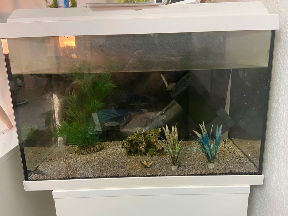 Gute 70 Liter Aquarium in Freiburg im Breisgau