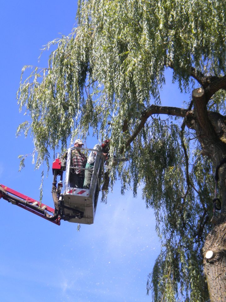 Baumfällarbeiten nach Sichtung/Vereinbarung in Bornheim