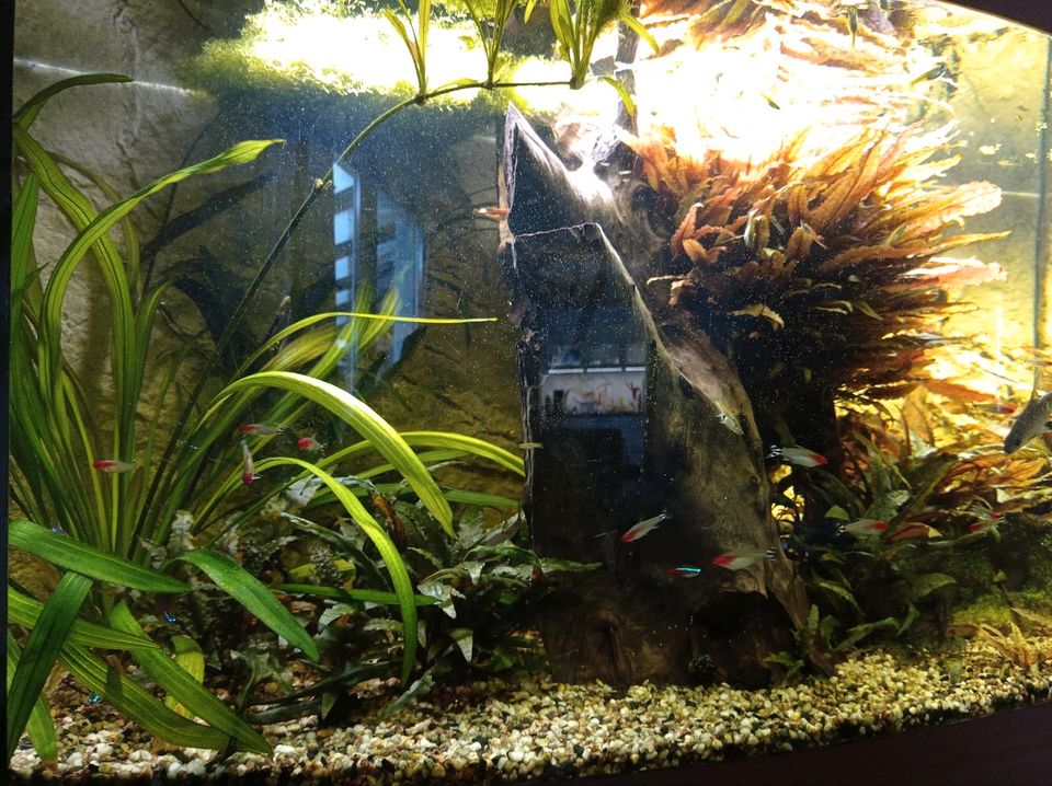 Aquarium Juwel Vision 450 in Beckum