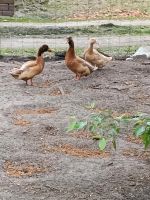 Orpington Enten seltene Rasse Niedersachsen - Garrel Vorschau