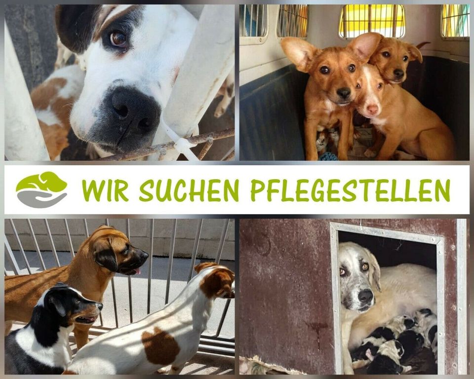 Pflegestellen gesucht Tierschutzverein Hund SALVA Hundehilfe e.V. in Leipzig