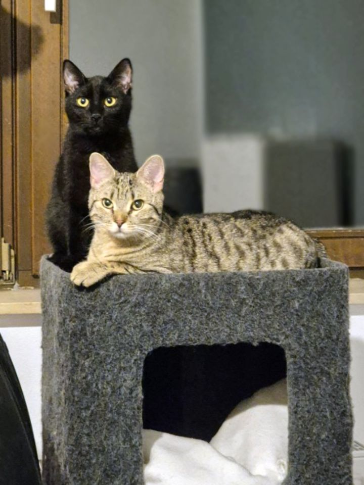 Zuhause gesucht für zwei tolle Katze gesucht | Tierschutz in Gründau