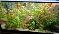 112l Aquarium mit Besatz und Zubehör Nordrhein-Westfalen - Westerkappeln Vorschau