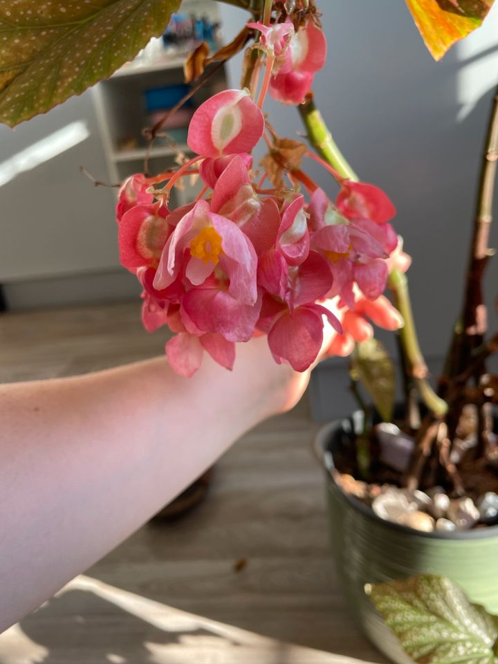 Korallenbegonie, Begonia Corallina, Steckling mit Blatt in Berlin