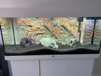 Aquarium JUWEL Rio 180 LED Kombination weiß inkl Besatz & Zubehör Eimsbüttel - Hamburg Niendorf Vorschau