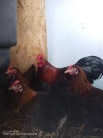 Bruteier Zwerghühner welsumer Hühner Nordrhein-Westfalen - Krefeld Vorschau