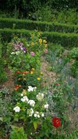 Saatgut Blumen  Calendula, Malve, Tagetes, Zinnien, Nelke TAUSCH Nordrhein-Westfalen - Schermbeck Vorschau