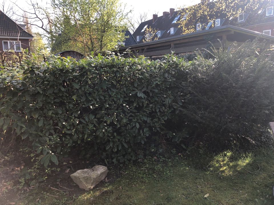 ⭐️ Kirschlorbeer Hecke - Top ⭐️ in Hamburg