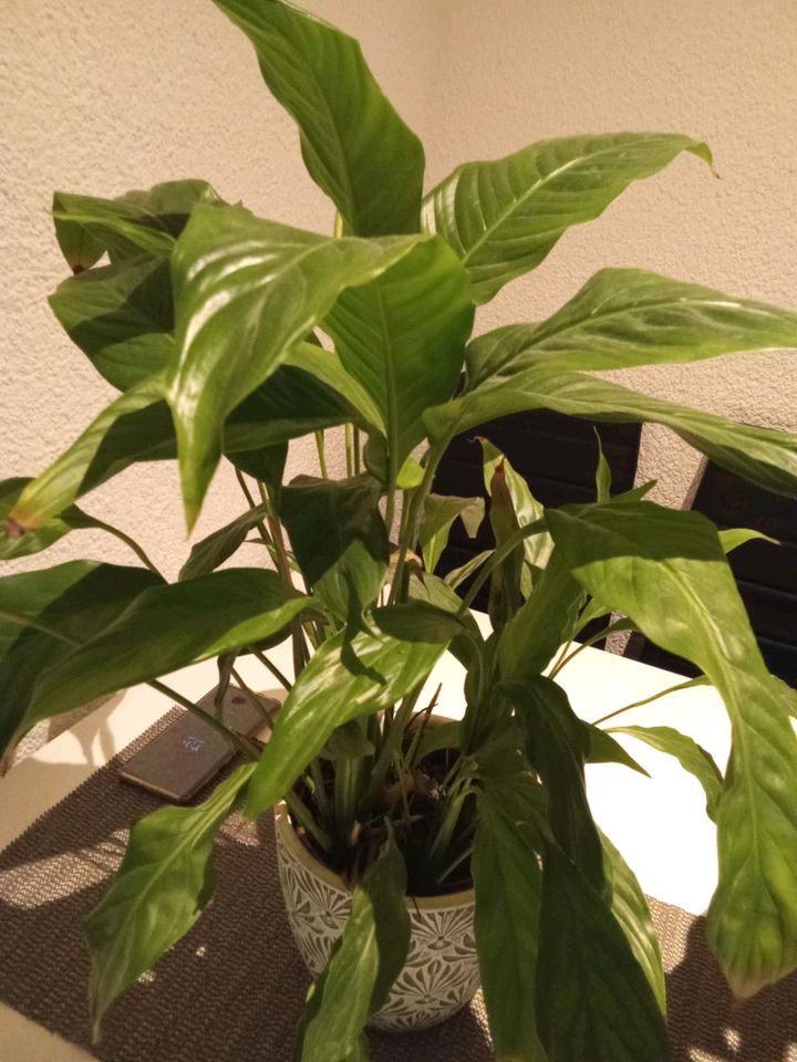 Tropische Zimmerpflanze Spathiphyllum groß ,50cm in Kirchberg an der Iller