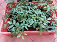 Historische Tomatenpflanzen Ruthje, Harzfeuer, Grüne Zebra, Illdy Nordwestmecklenburg - Landkreis - Zickhusen Vorschau