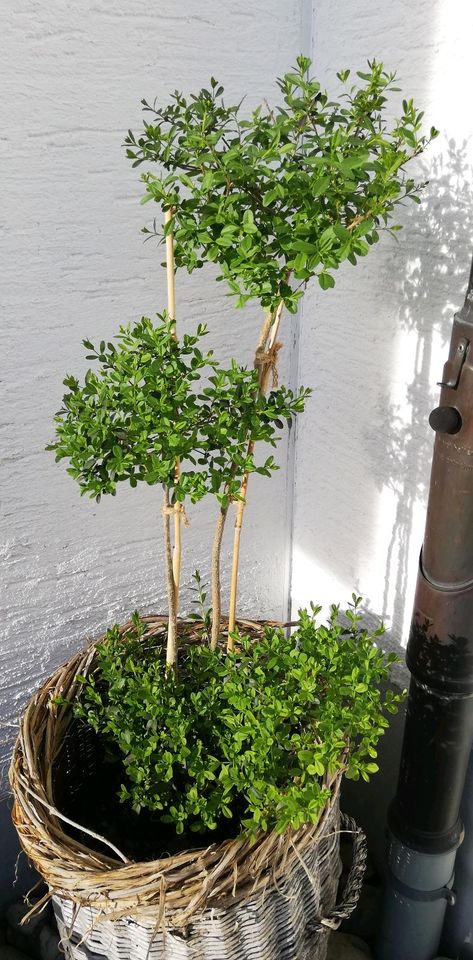 Liguster Pflanze Bäumchen Kugeln Garten Terrasse in Buchloe
