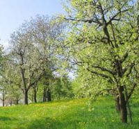 Wiese Streuobstwiese für Heu Gras Mähen kostenlos Bayern - Moosthenning Vorschau