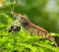 Red Tiger Orange-Eye Garnelen, Caridina Shrimp (Leitungswasser) Dortmund - Westerfilde Vorschau