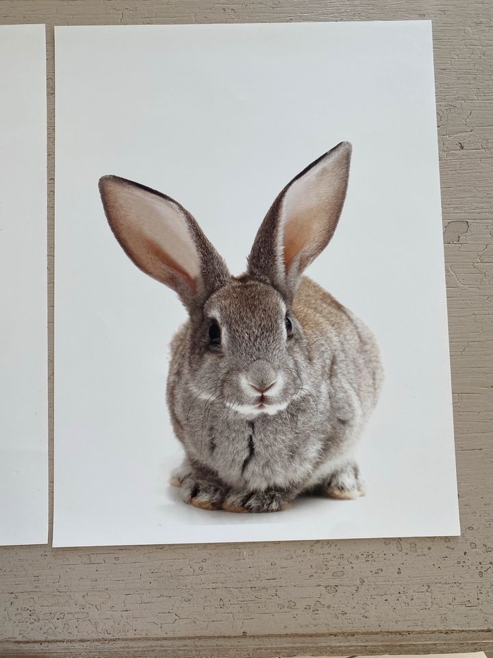 Poster Disenio 40x30 Hase Eichhörnchen Igel in Pommersfelden